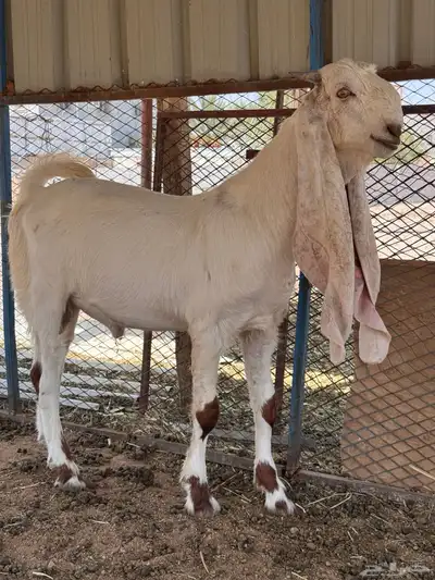 مشروع فحل هولندي وجفره حجازيه 5