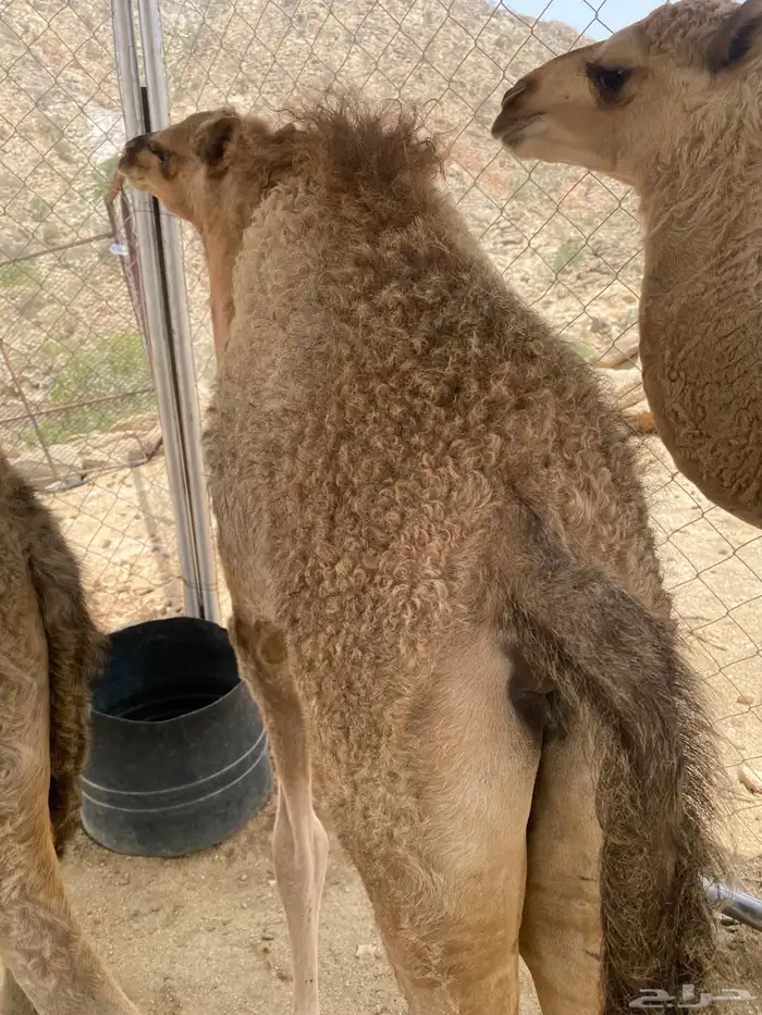 بكره للبيع 3