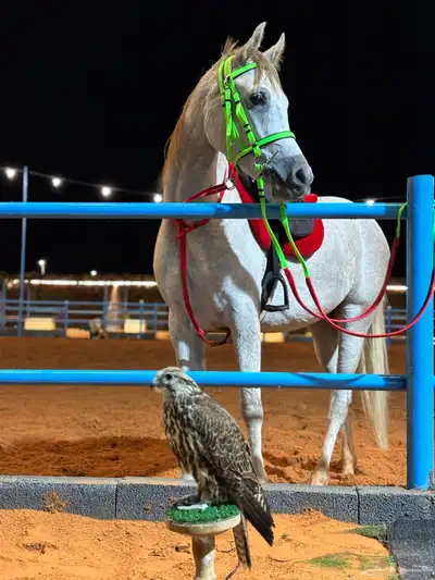 مربط اجار يومي وركوب الخيل 0