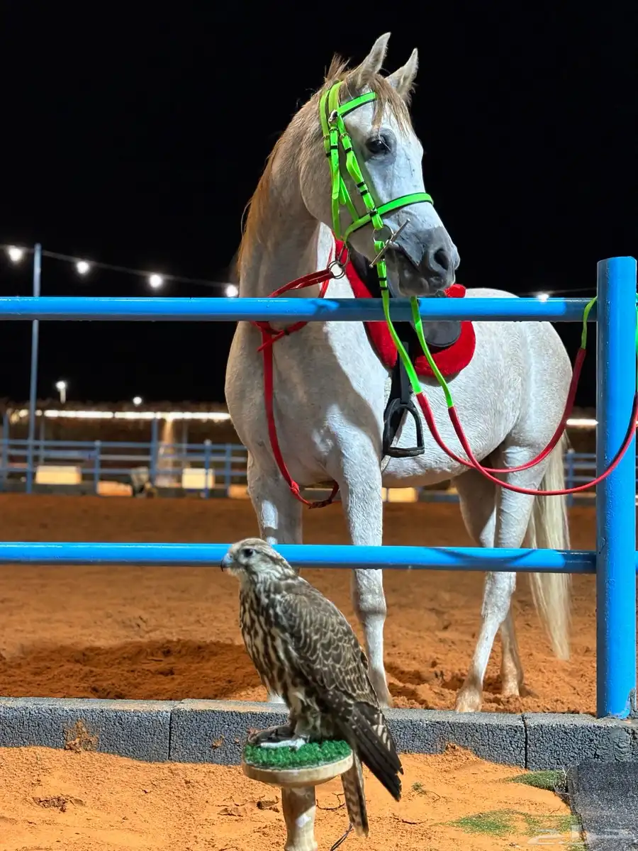 مربط اجار يومي وركوب الخيل 0
