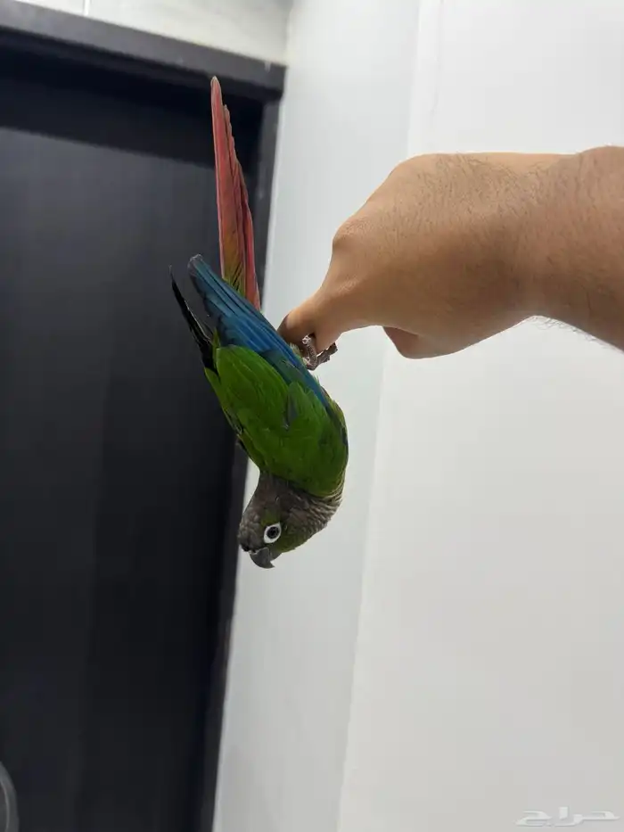 كنيور قرين شيك اليف ومتكلم ولعوب 9