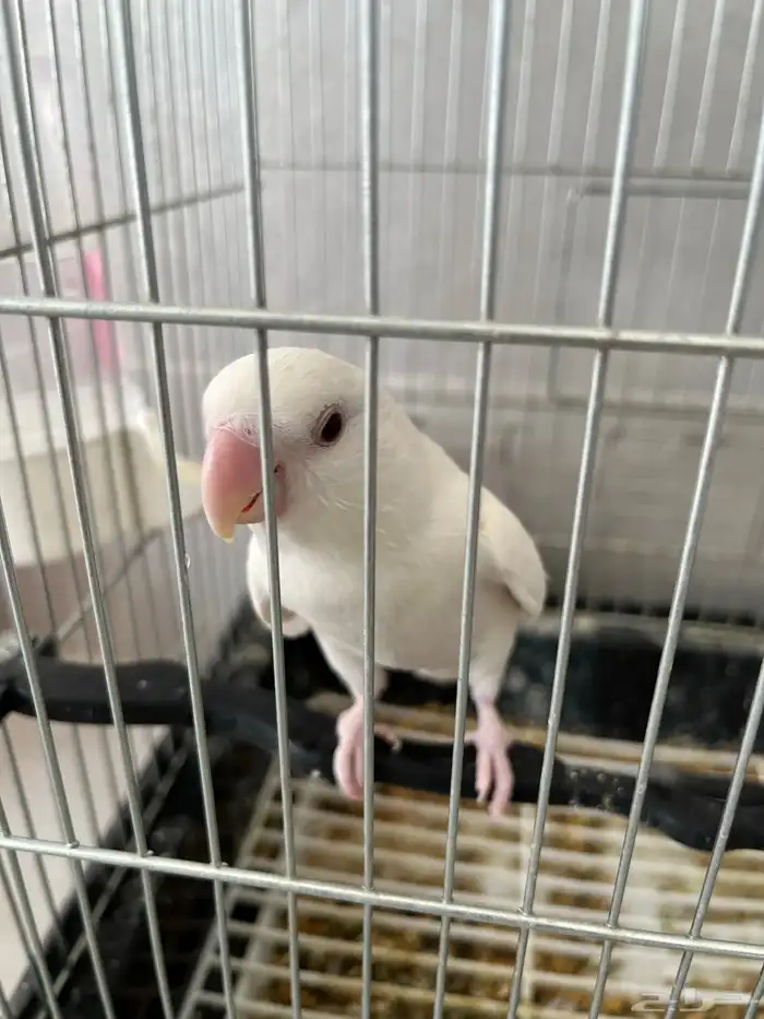 طير روز البينو 2