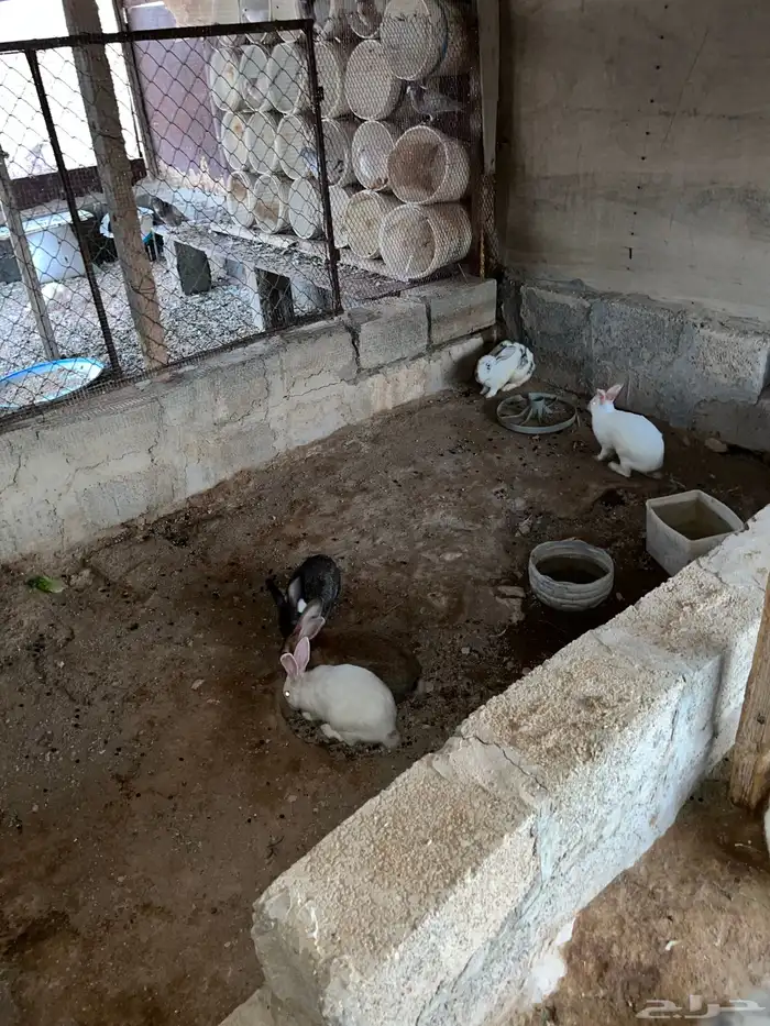 مجموعه ارانب للبيع 1