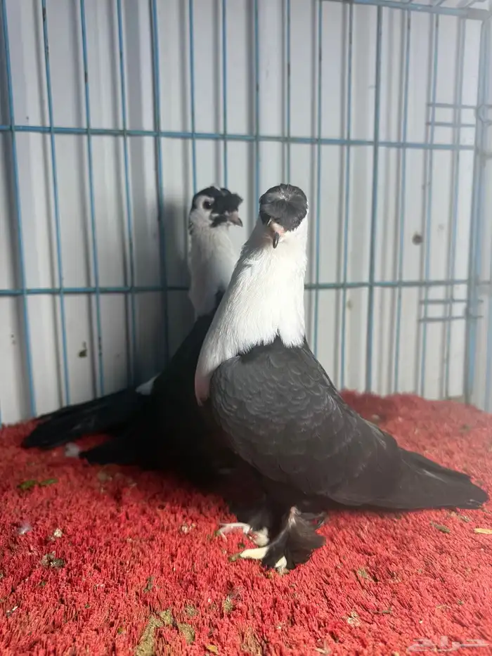 زوج شخشرلي لبناني 0