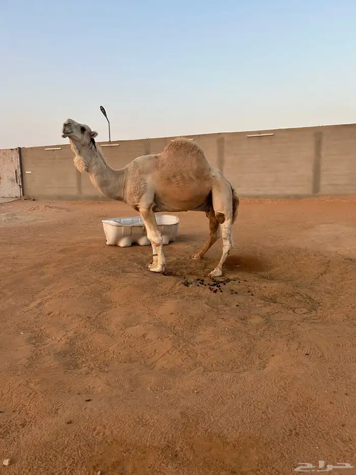 باتلي شاق للبيع 2