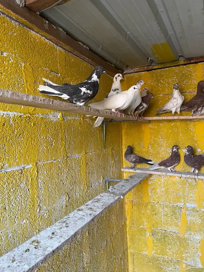سكاي كتر ( نيكولا ) 1