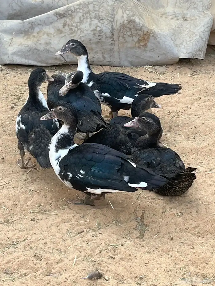 فراخ بط ثلاث أجواز 2