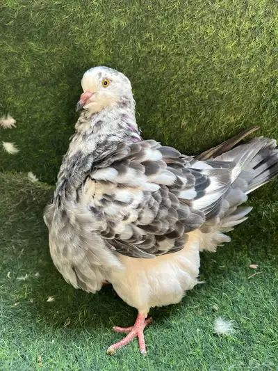 حمام فرش طبات 0