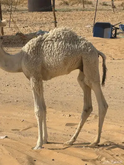 حوار ضيار قصب 4