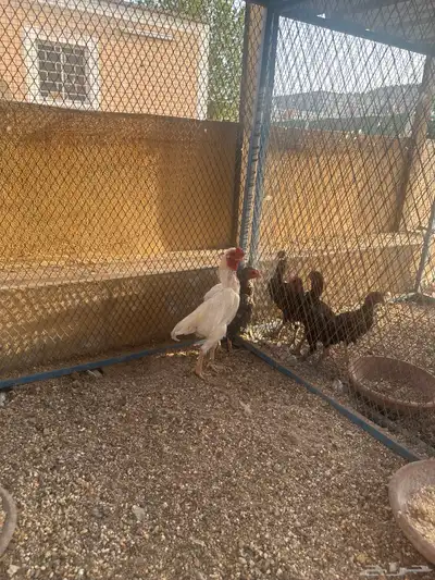 الحسنيه 6