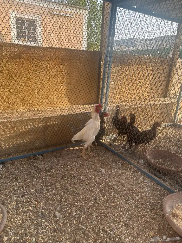 الحسنيه 6