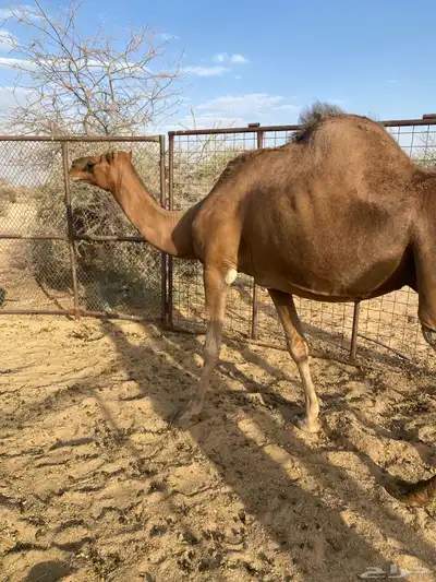 ناقه لقحه طيبه 2