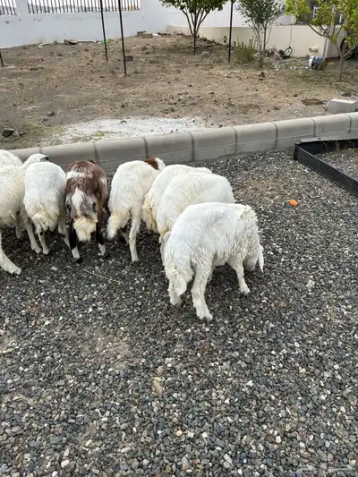 بهم أعمارهم من 6 الي 7 شهور 0