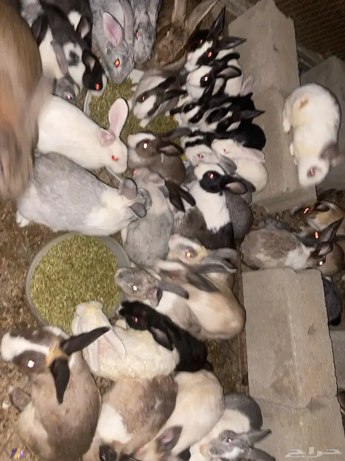 ارنب للبيع( تم البيع ) 2