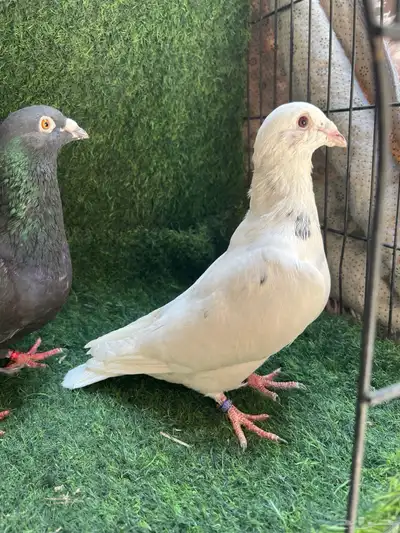 حمام زاجل مكتف. و الافندر 8