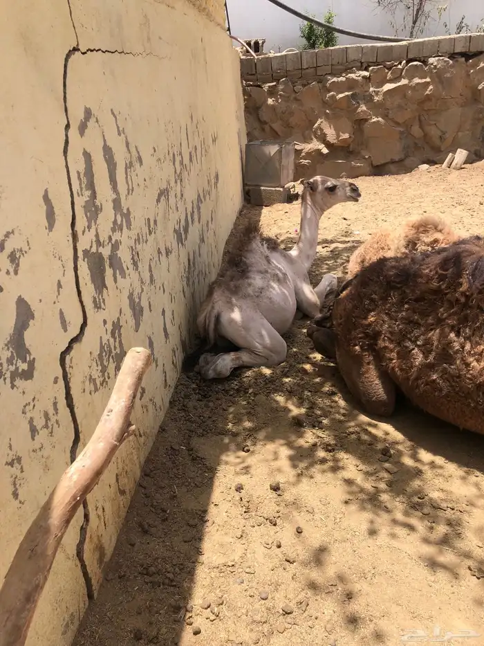 حشوان مناسبات العمر من 5 الى 6 شهور 2