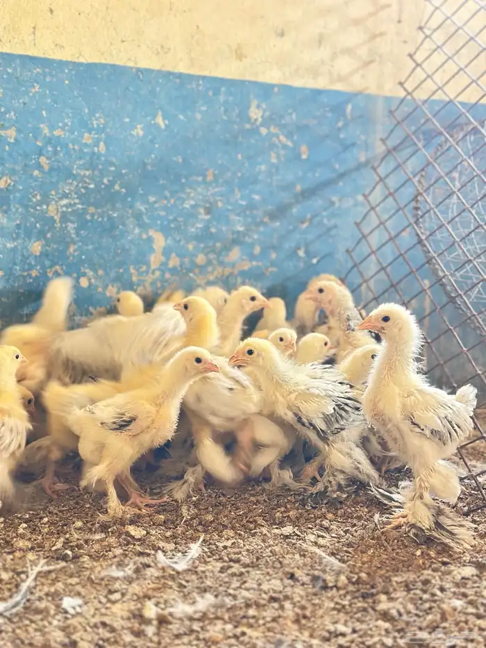 للبيع صوص براهما كولمبي 2