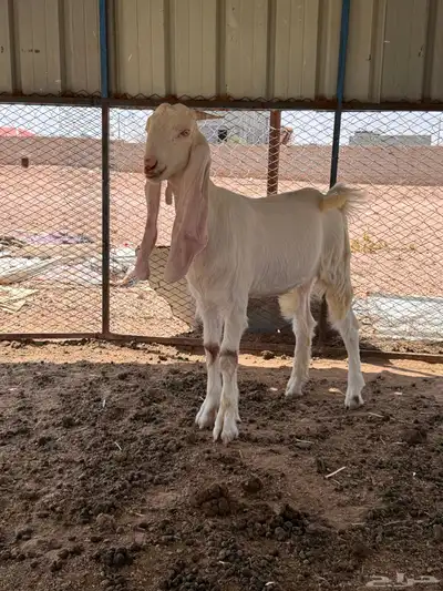 مشروع فحل هولندي وجفره حجازيه 12
