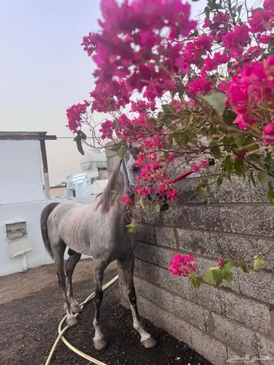 خيل شعبي طرب 0