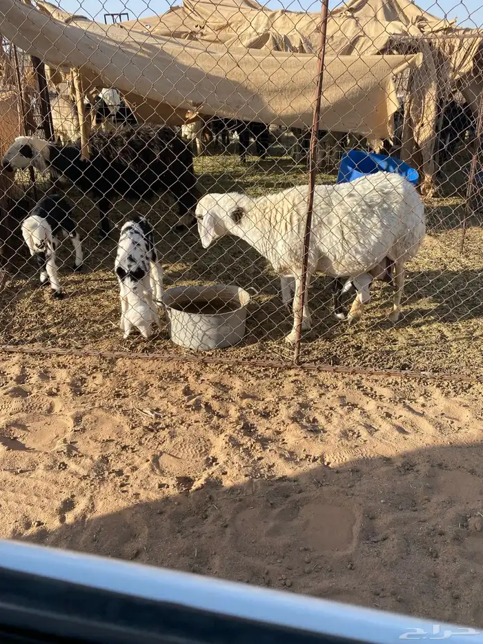 غنم مواليد 2معها 5 وحده شقاء 8