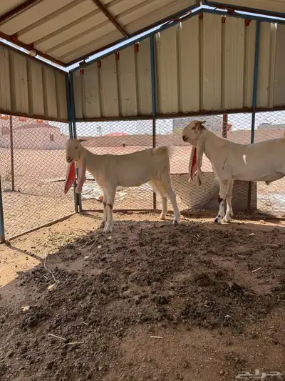 مشروع فحل هولندي وجفره حجازيه 18