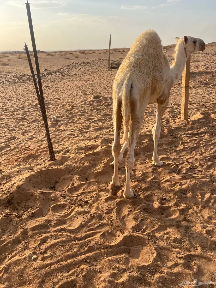 قعود ابو خمسه شهور index