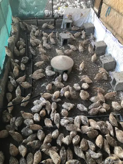 طيور سمان كريمي بياض 4
