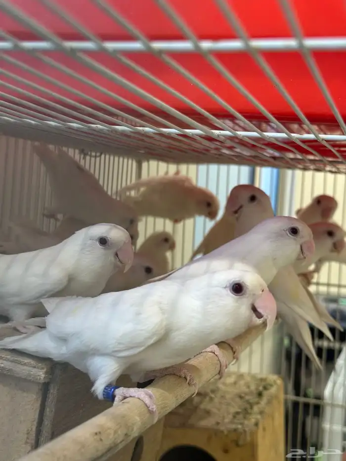 زور البينو منتجه 1