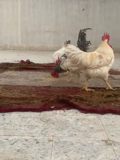 دجاج تركي لوهمان للبيع العدد28 2