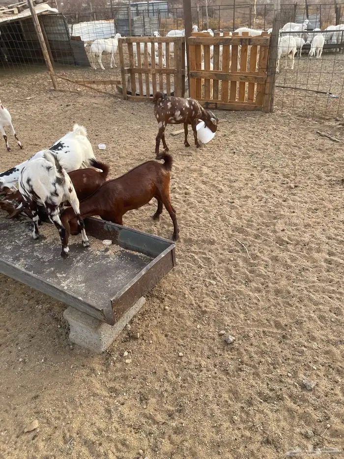 جفار بيشيات ودهم مقنى شي فاخر مولده عندي من حلالي العدد 15ا 3