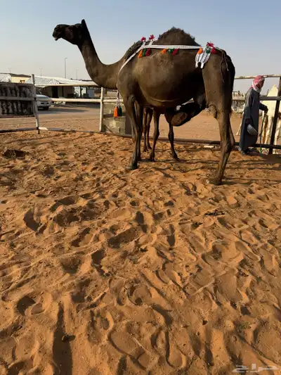 خلفه مجهم 6
