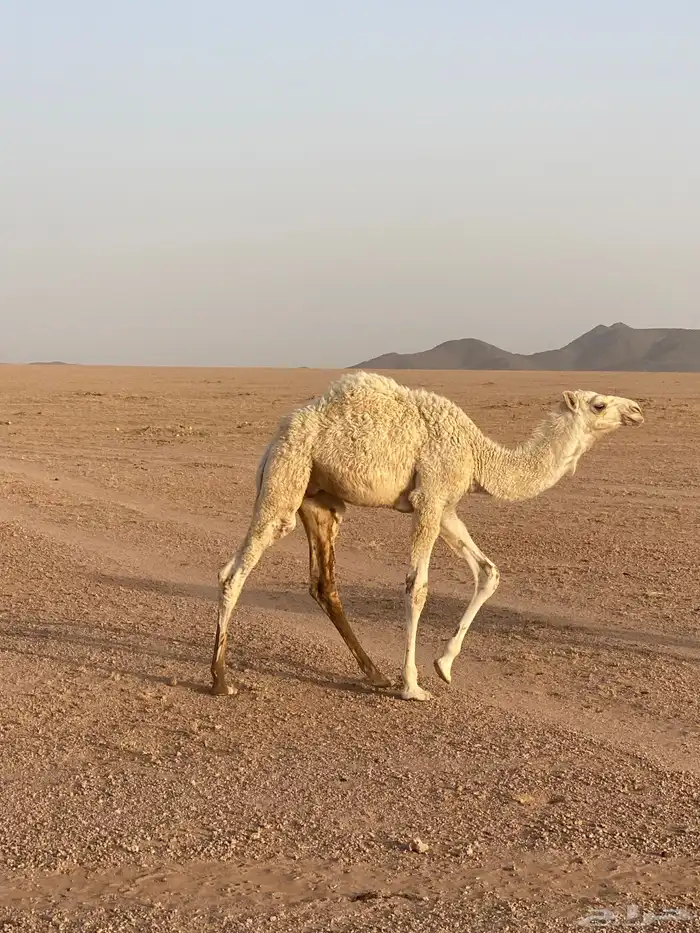قعدان حليب العمر 5 ونص 1