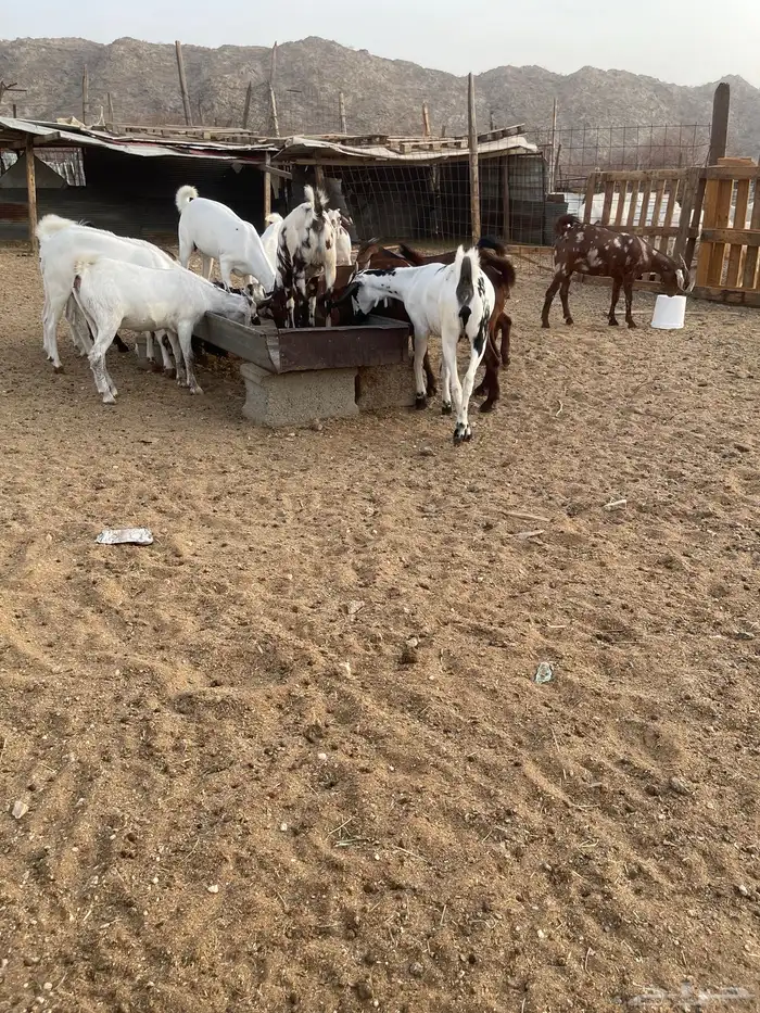 جفار بيشيات ودهم مقنى شي فاخر مولده عندي من حلالي العدد 15ا 1