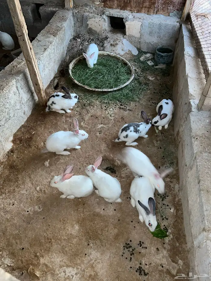 مجموعه ارانب للبيع 0