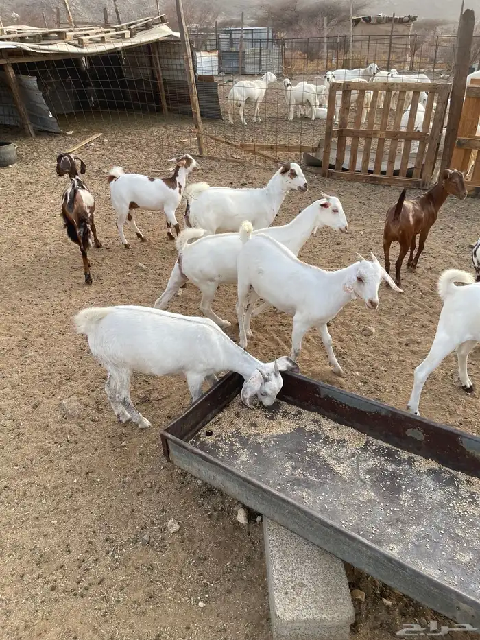 جفار بيشيات ودهم مقنى شي فاخر مولده عندي من حلالي العدد 15ا 7