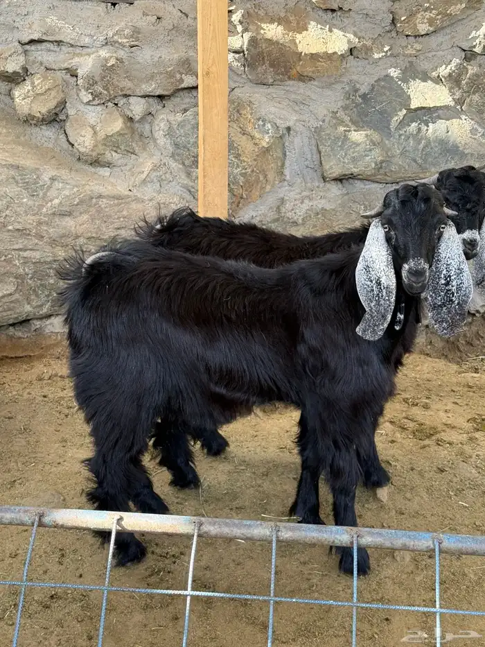 تيوس عوارض برية فل شحم 0