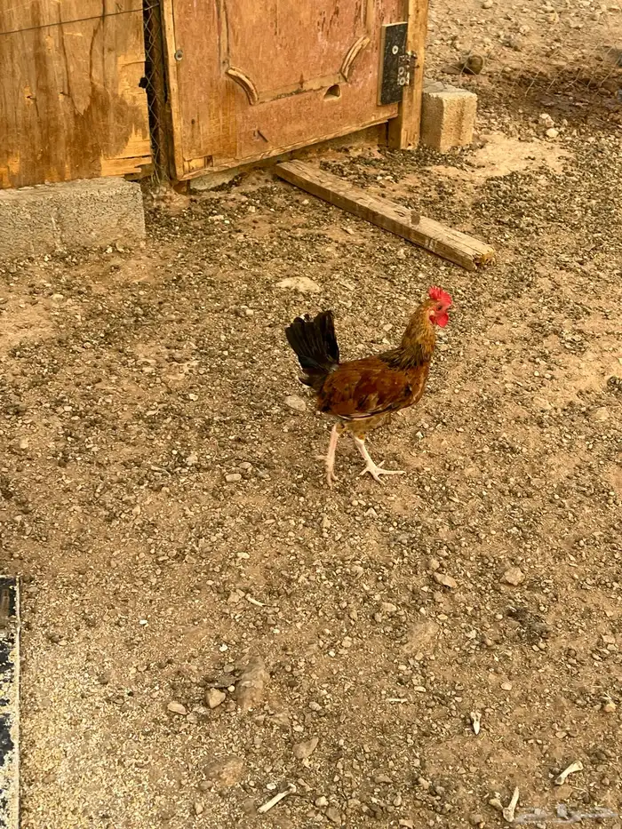 ديوك للبيع 7