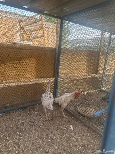 الحسنيه 5