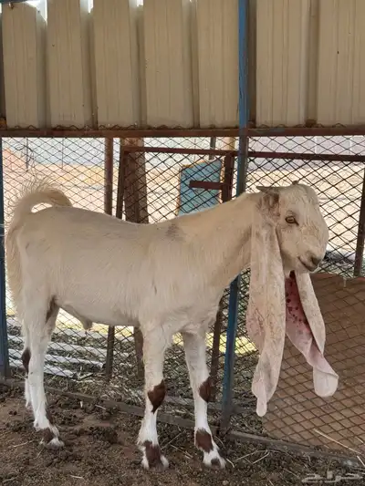 مشروع فحل هولندي وجفره حجازيه 8