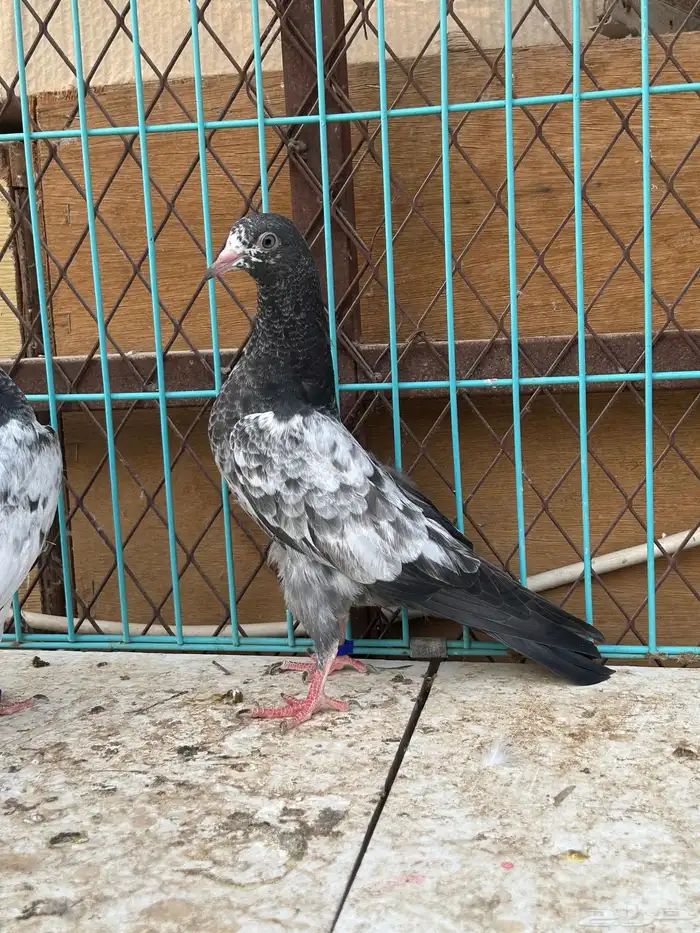 حمام باكستاني تم البيع تم البيع 9
