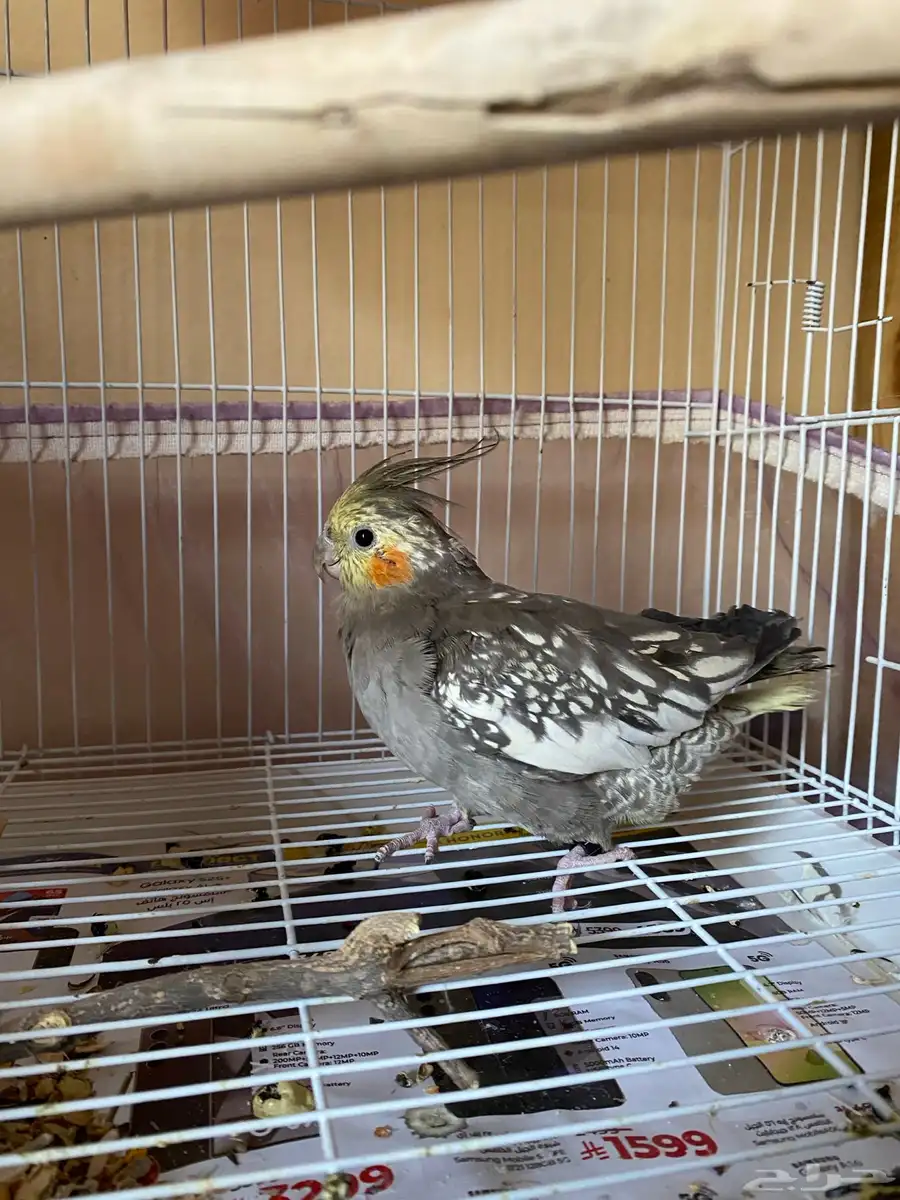 parrot index