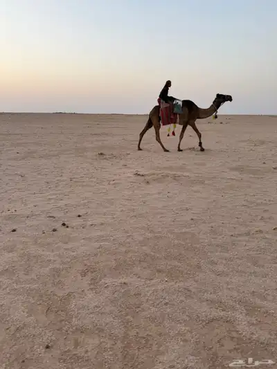 للبيع رحوا 3