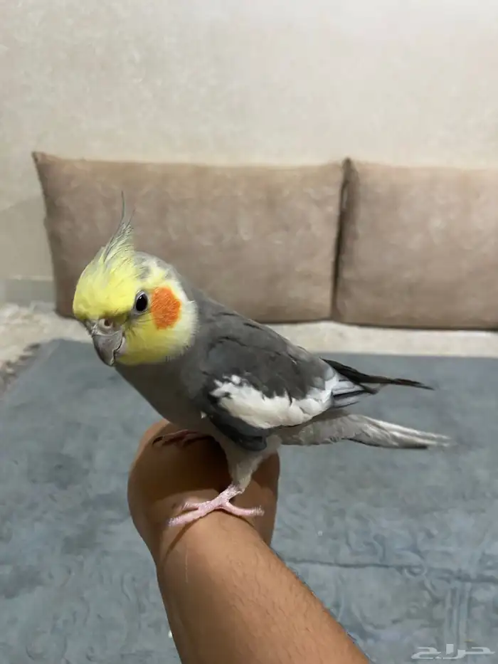 للبيع طير كروان 5