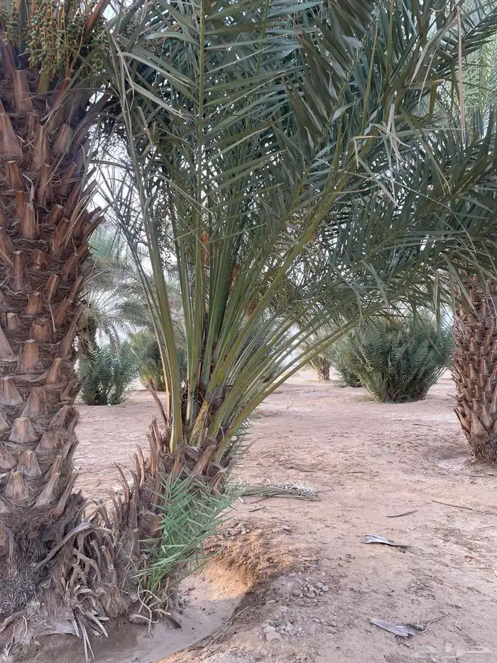 نخل - جثيث 0