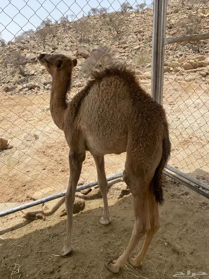 بكره للبيع 7