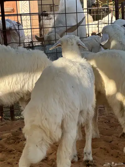 بهم حري العدد 10 سبع خرفان وثلاثة رخال 3