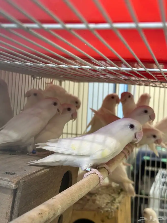 زور البينو منتجه 2