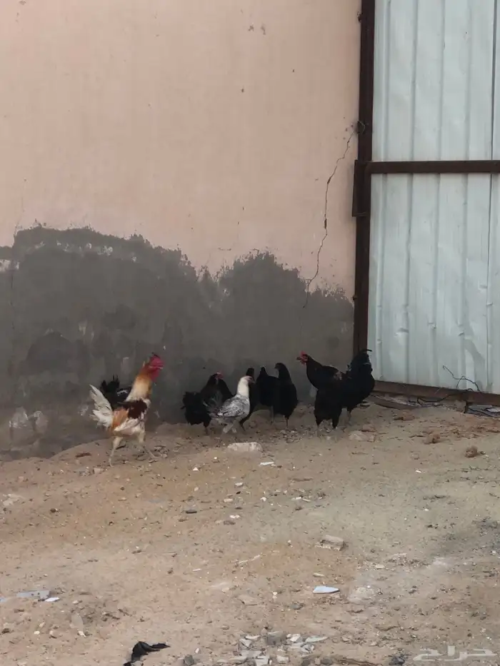 دجاج بلدي شرط بيض 1