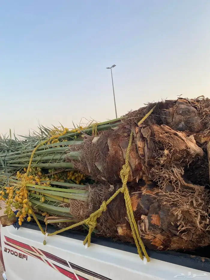 خلاص كبار ومطاليع 14