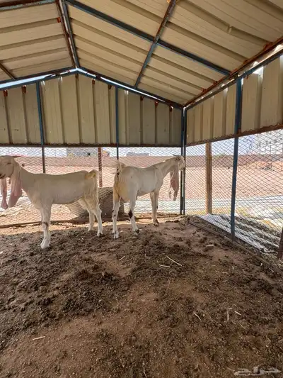 مشروع فحل هولندي وجفره حجازيه 14